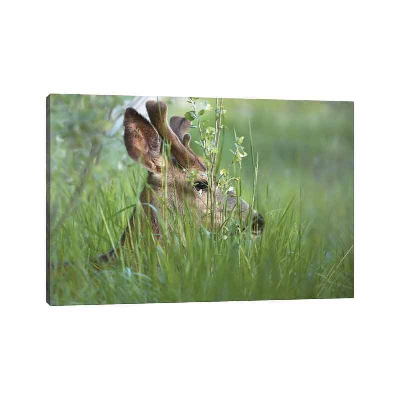 Bedding Down by Louis Ruth - Wrapped Canvas Print, 20.32 cm H x 30.48 cm W