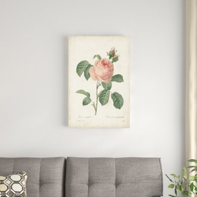 Roses rétro Redoute IV