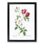 Velvet China Rose in Pink by Pierre-Joseph Redoute - Picture Frame Painting Print-55605205-55605209