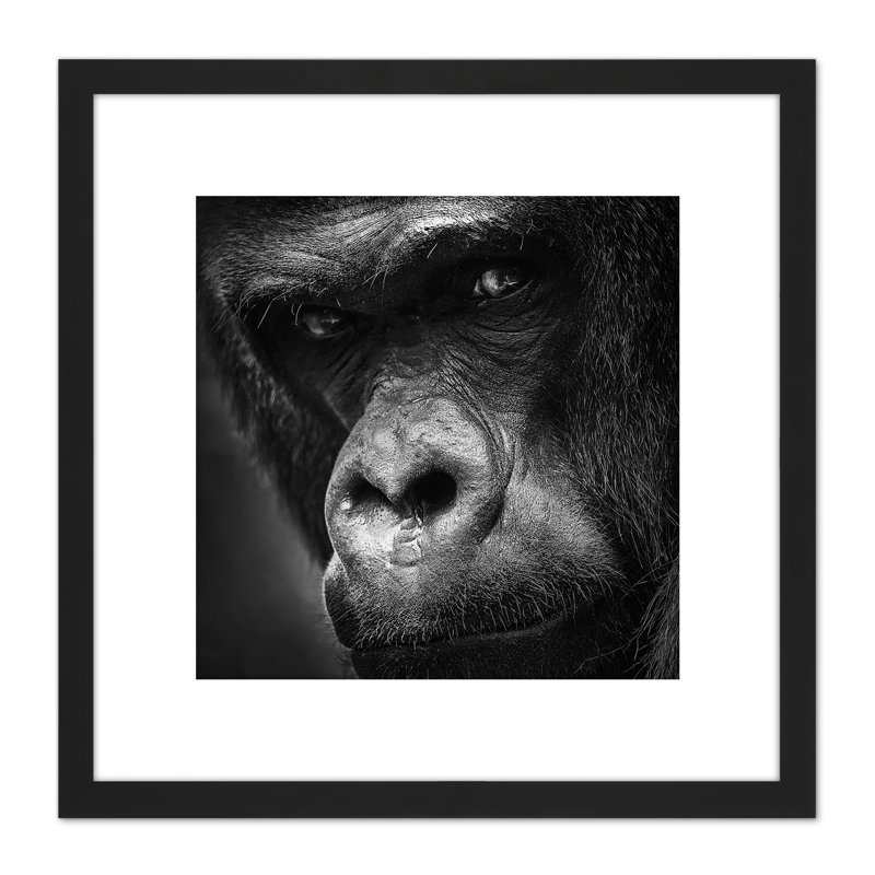 Western Lowland Gorilla Face Close Up by William Warby - Single Picture Frame Print