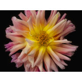 Dahlia Print by Harold Davis