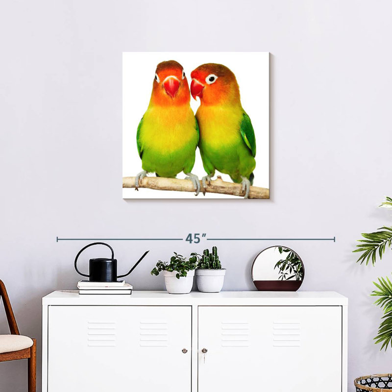 Crowle Lovebirds, H 24 po x l 24 po