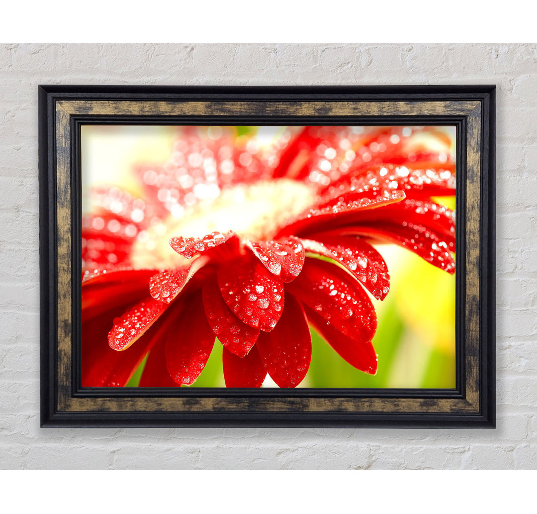 Amazing Red Flower - Einzelner Bilderrahmen Kunstdrucke