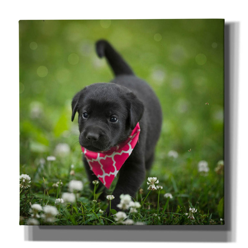 'Black Lab Pup 3' by Jonathan Ross, Canvas Wall Art, 37" H x 37" W x 1.5" D