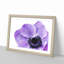 Purple Anemone Flower - Picture Frame Painting Print-56758512-56758507