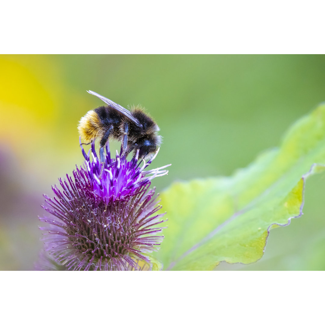 Rotschwanz-Hummel - Leinwandbild