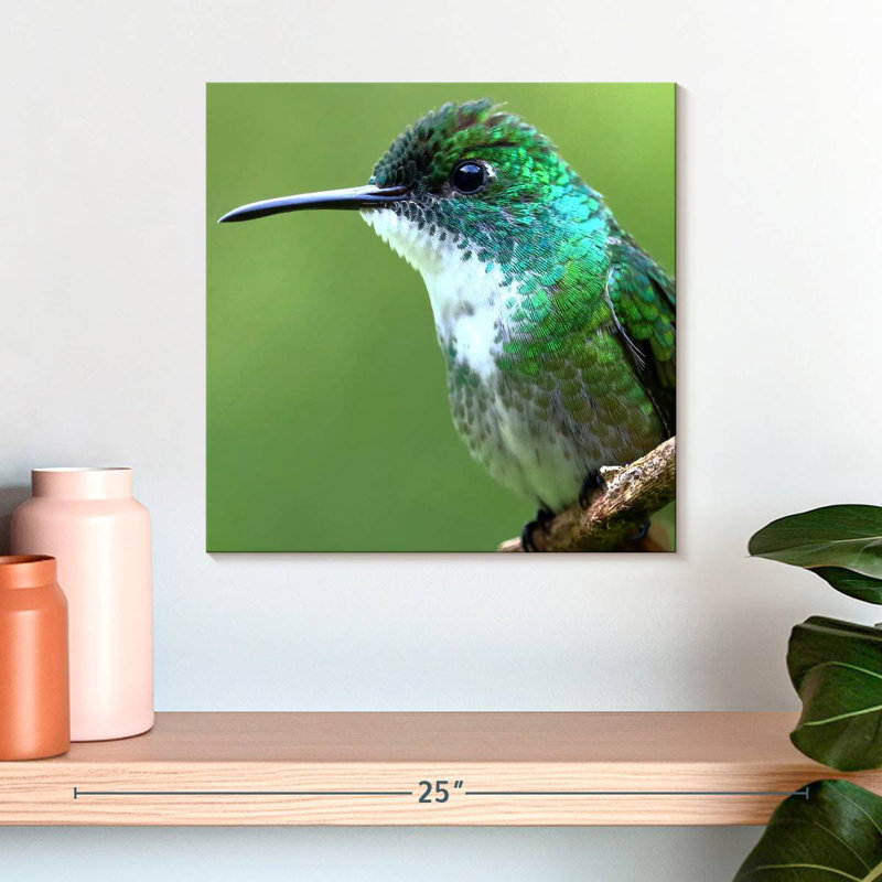 Colibri de Bramh