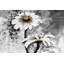 Fleurs abstraites de marguerites - reproduction botanique industrielle encadrée-135149006-135149007