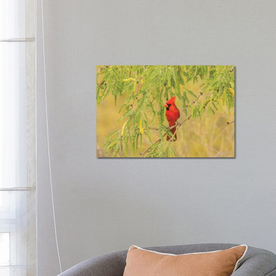 USA, Arizona, Sonoran Desert. Male cardinal in tree. 1 Piece Wrapped Canvas Wall Art