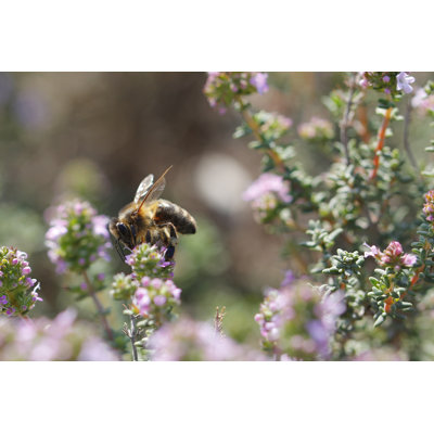 Thyme Flower And Bee by Agafapaperiapunta - Wrapped Canvas Print