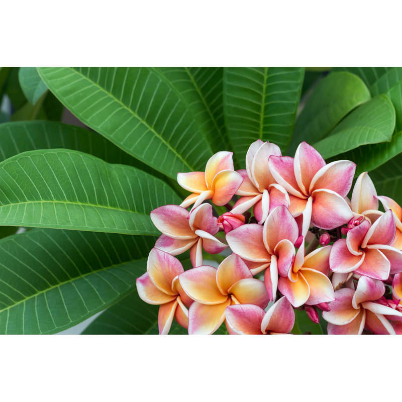 Plumeria par Songphon - photographie sur toile tendue, H 32 po x l 48 po