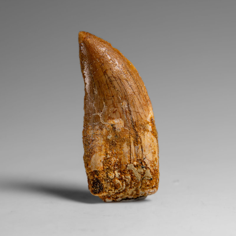 Genuine Natural Carcharodontosaurus Dinosaur Tooth In Display Box