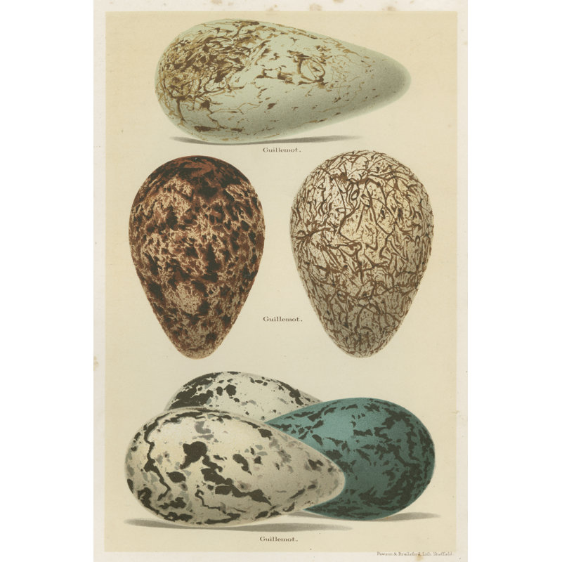 «Antique Bird Egg Study I» par Henry Seebohm, reproduction d'art sur toile, H 30 po x l 20 po, Toile tendue