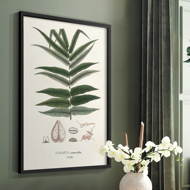 Botanical Society, impression encadrée de fougères - bois massif, Noir, H 28 po x l 22 po