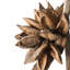 Star Pod Plant-1696371432