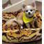 Traversin pour chien Tigre-74765122-74765116