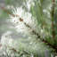 Pham Pine Spray