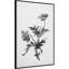 «Botanical No. 2» par Deborah Revell, reproduction d'art sur toile encadrée-1979130489