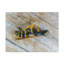 No Frame Print on Canvas-1352792727