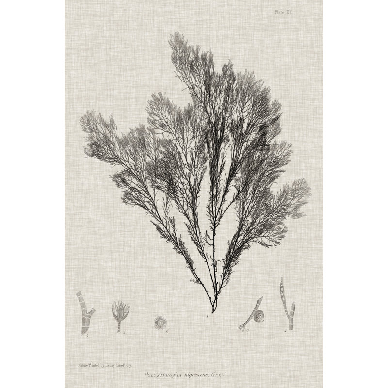 Charcoal And Linen Seaweed V by Henry Bradbury - Wrapped Canvas Painting, 30cm H x 20cm W x 3.8cm D