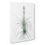 Kings Spear Flowers by Pierre-Joseph Redoute - Wrapped Canvas-55361920
