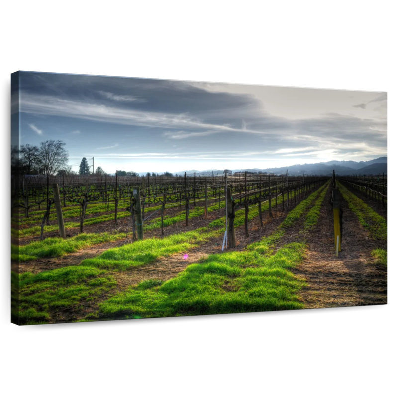 Alvord Napa Vineyard en janvier, H 24 po x l 36 po