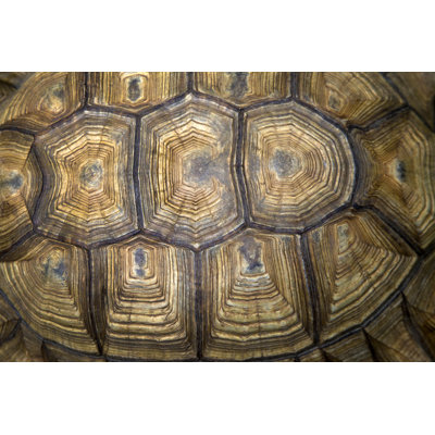 Back Of The Turtle 1 Piece Wrapped Canvas Wall Art