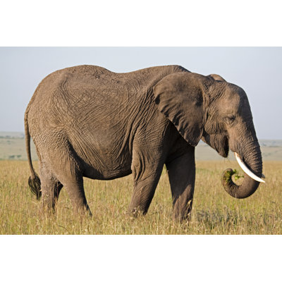African Elephant 1 Piece Wrapped Canvas Wall Art