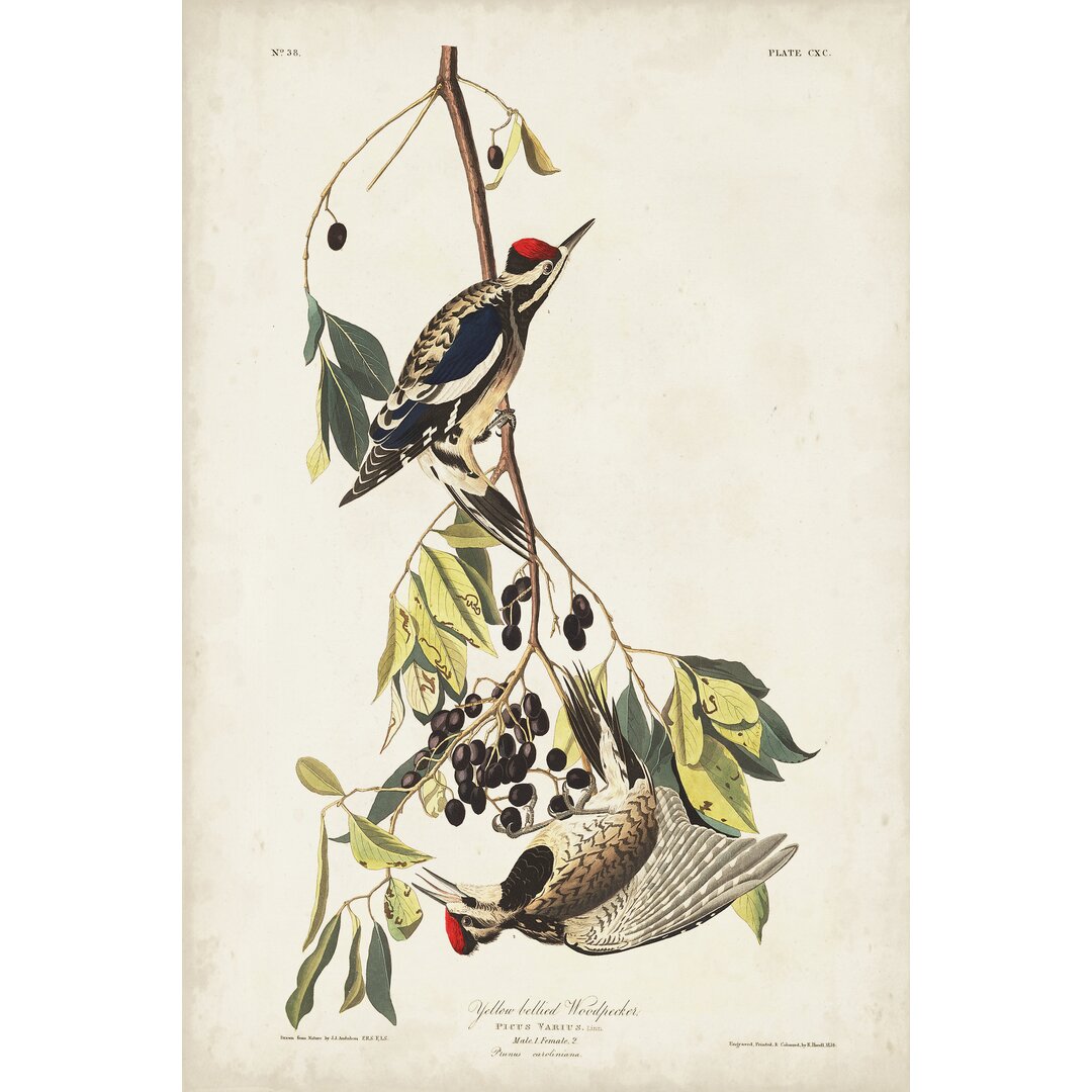 Leinwandbild Pl. 190 Yellow-Bellied Woodpecker von John Audubon