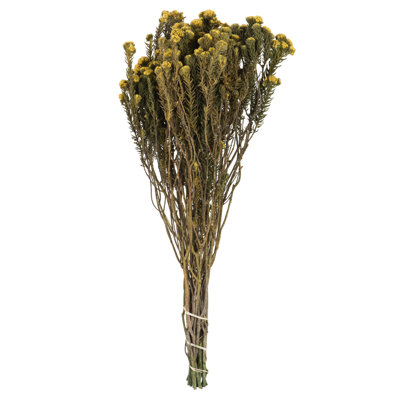 Preserved Cotton Phylica Arrangement
