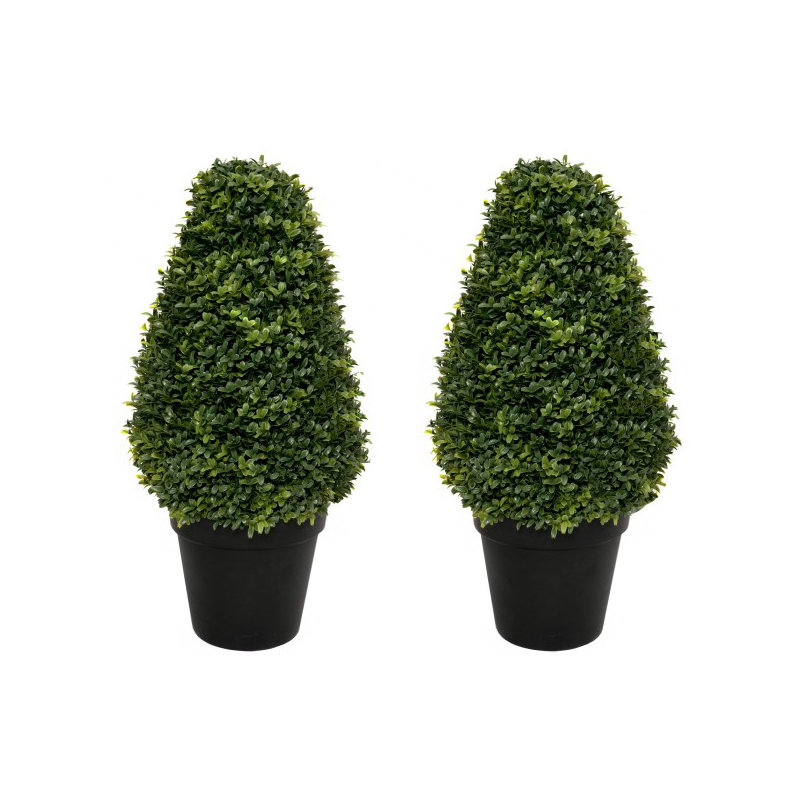 56cm Plant