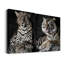Léopard d'Afrique - ensemble de 2 reproductions-643073710-643073690-642916379