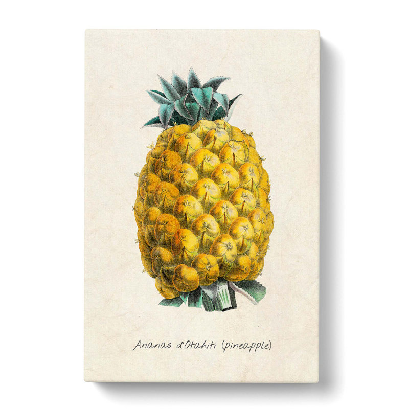 Illustration of a Pineapple - Wrapped Canvas, 50cm H x 35cm W x 3cm D