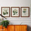 Antique Turpin Botanical IV - Ensemble de 3 reproductions d'art sur toile-2038202532-2038202535