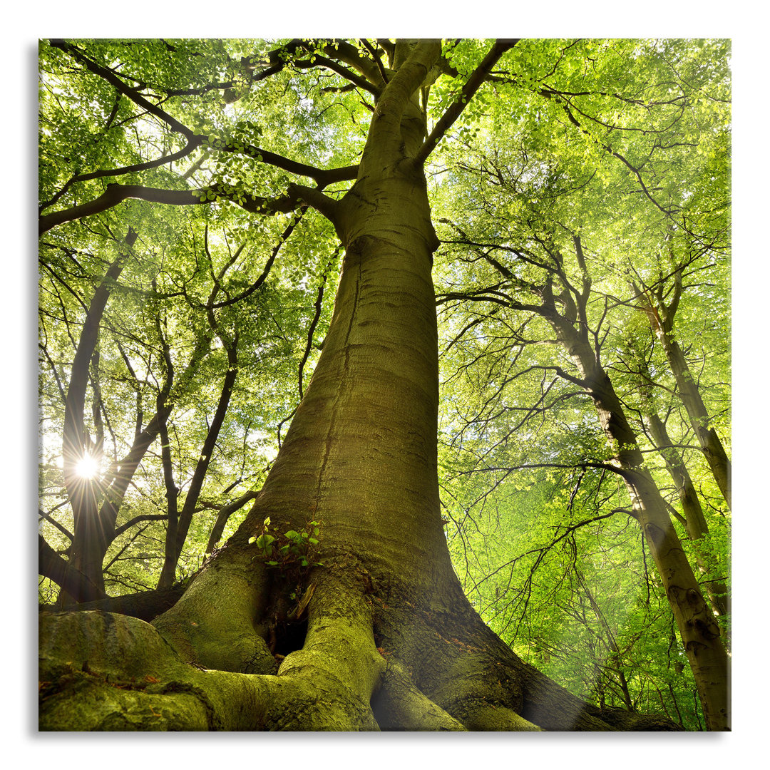 Ungerahmtes Foto auf Glas "Huge Tree in the Jungle"