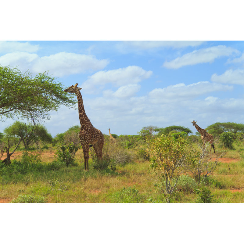 Giraffes by Italiansight, 8" H x 12" W