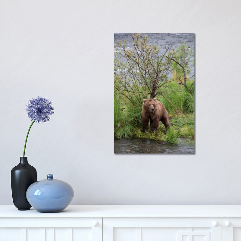 Grizzly Bear Male Scent Marking On Rubbing Tree, Katmai National Park, Alaska by Matthias Breiter - Wrapped Canvas Print