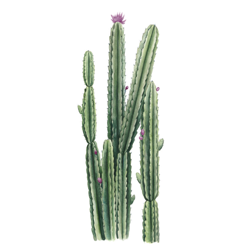 «Desert Blooms Ii», reproduction sur toile, H 12 po x l 8 po