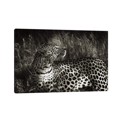 B&W Leopard At Rest by Klaus Tiedge - Wrapped Canvas Print