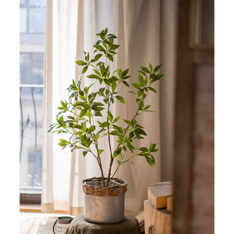 Enkianthus japonais Gant, H 37,4 po x l 21,6 po x P 6 po