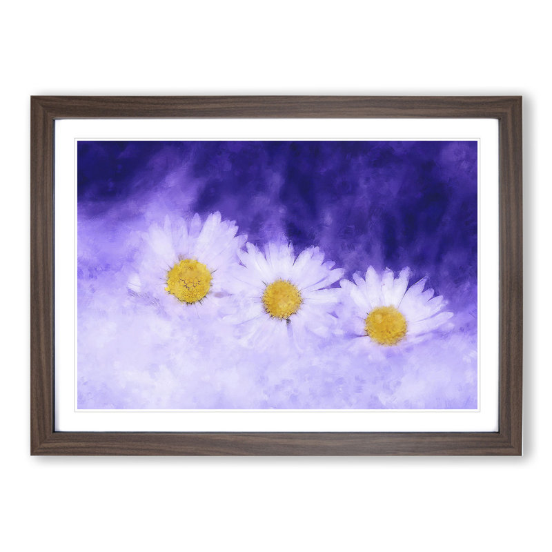 Three White Daisies - Picture Frame Graphic Art, Walnut, 27cm H x 36cm W x 2cm D