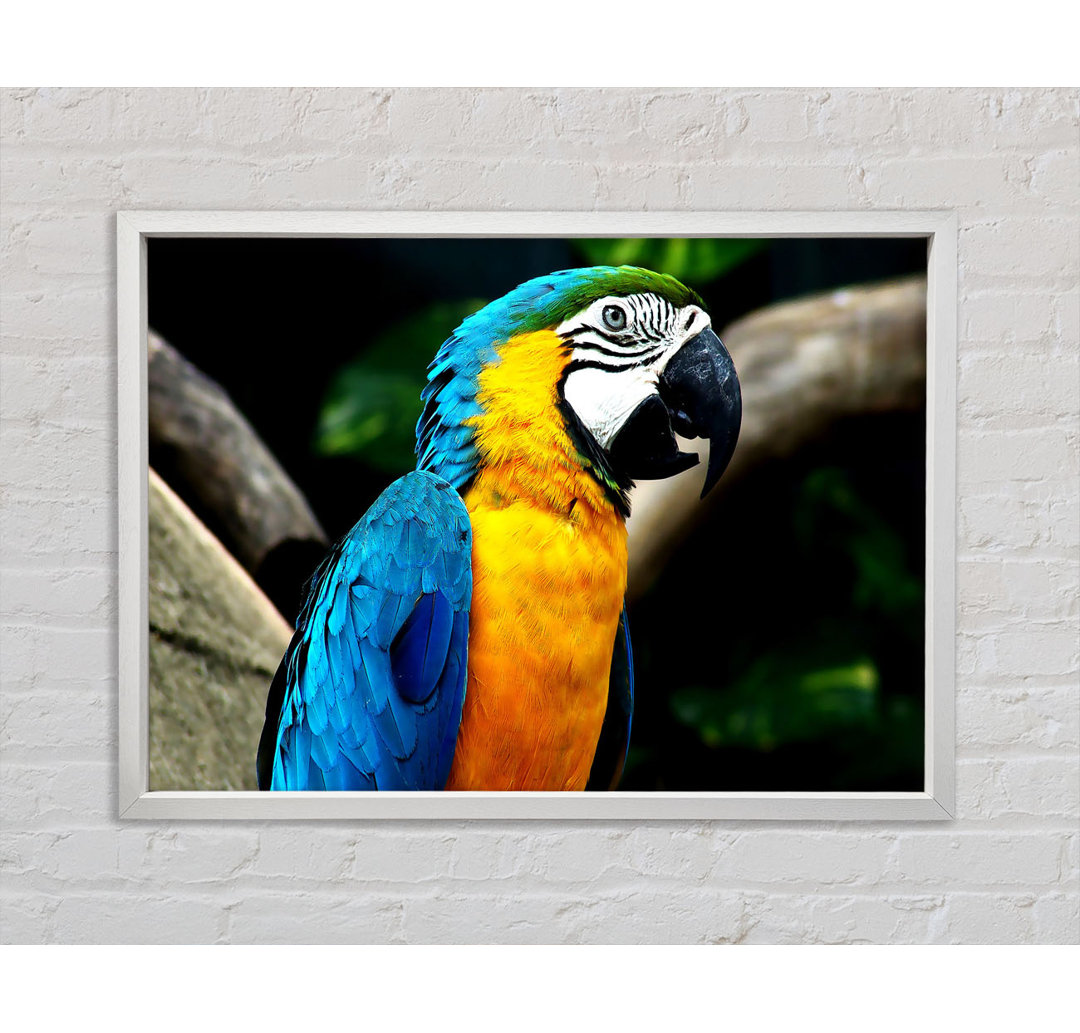 Amazing Parrot - Einzelner Bilderrahmen Kunstdrucke auf Leinwand