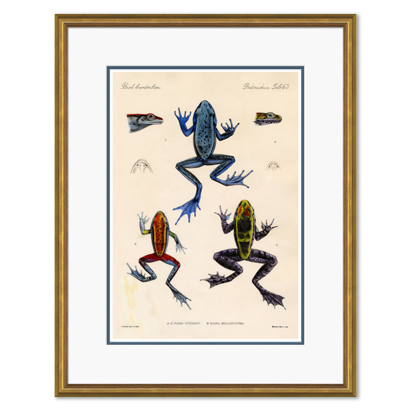 Frogs Giclee Print by Soicher Marin Archives