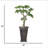 63"H Real-touch beauty Bonsai