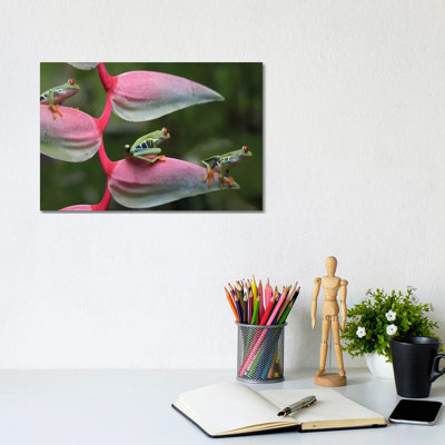 Red-Eyed Tree Frog Three Sitting On Heliconia, Costa Rica, Digital Composite by Tim Fitzharris - Wrapped Canvas Gallery-Wrapped Canvas Giclée