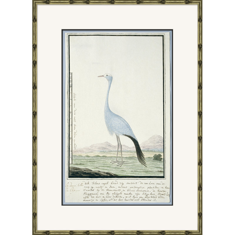 Bird Drawings, Circa 1777 Giclee Print