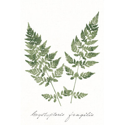Vintage Ferns VII No Border White par Wild Apple Portfolio - impression