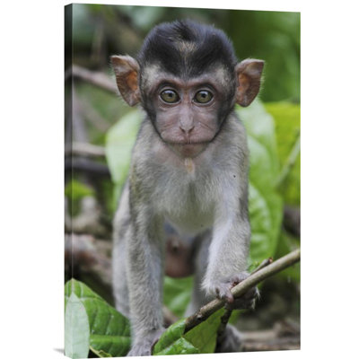 " Long-Tailed Macaque Baby "