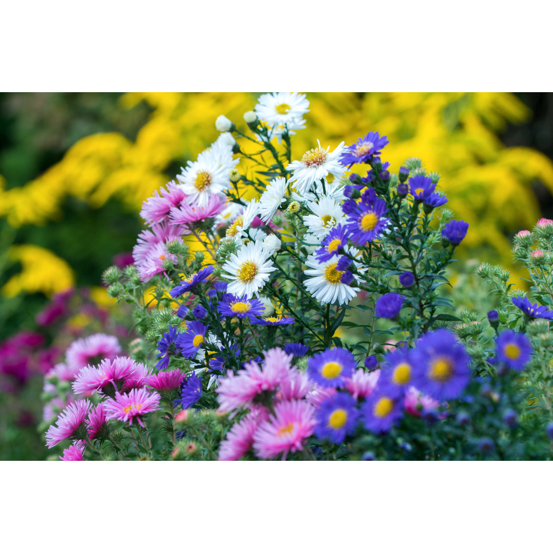 Herbst-Aster von Schnuddel - Druck auf Leinwand ohne Rahmen