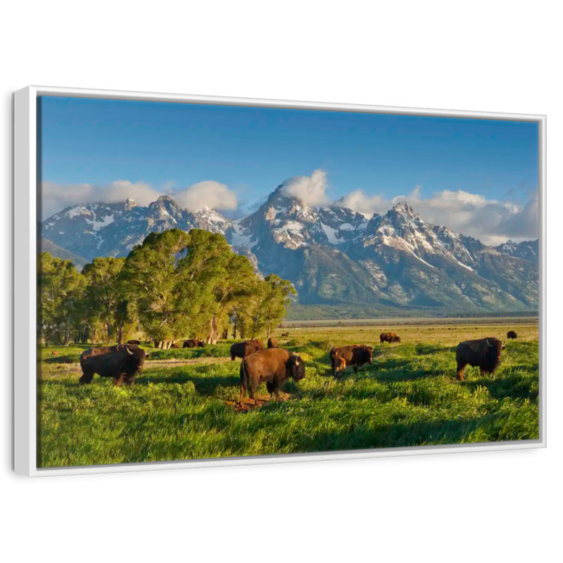 Bison de Grand Teton, Cadre flottant blanc, 40 po x 27 po